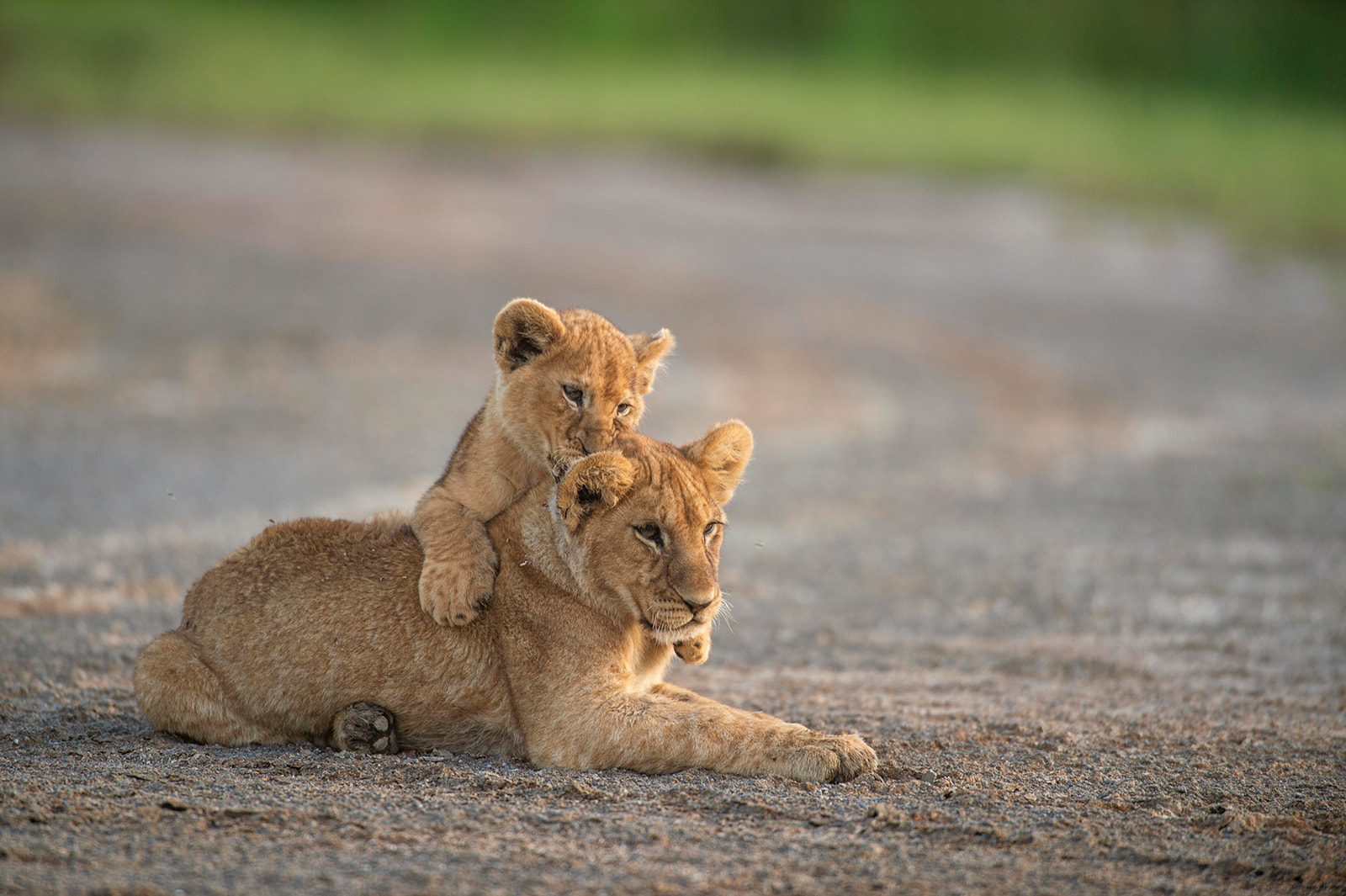 Luxury on Safari