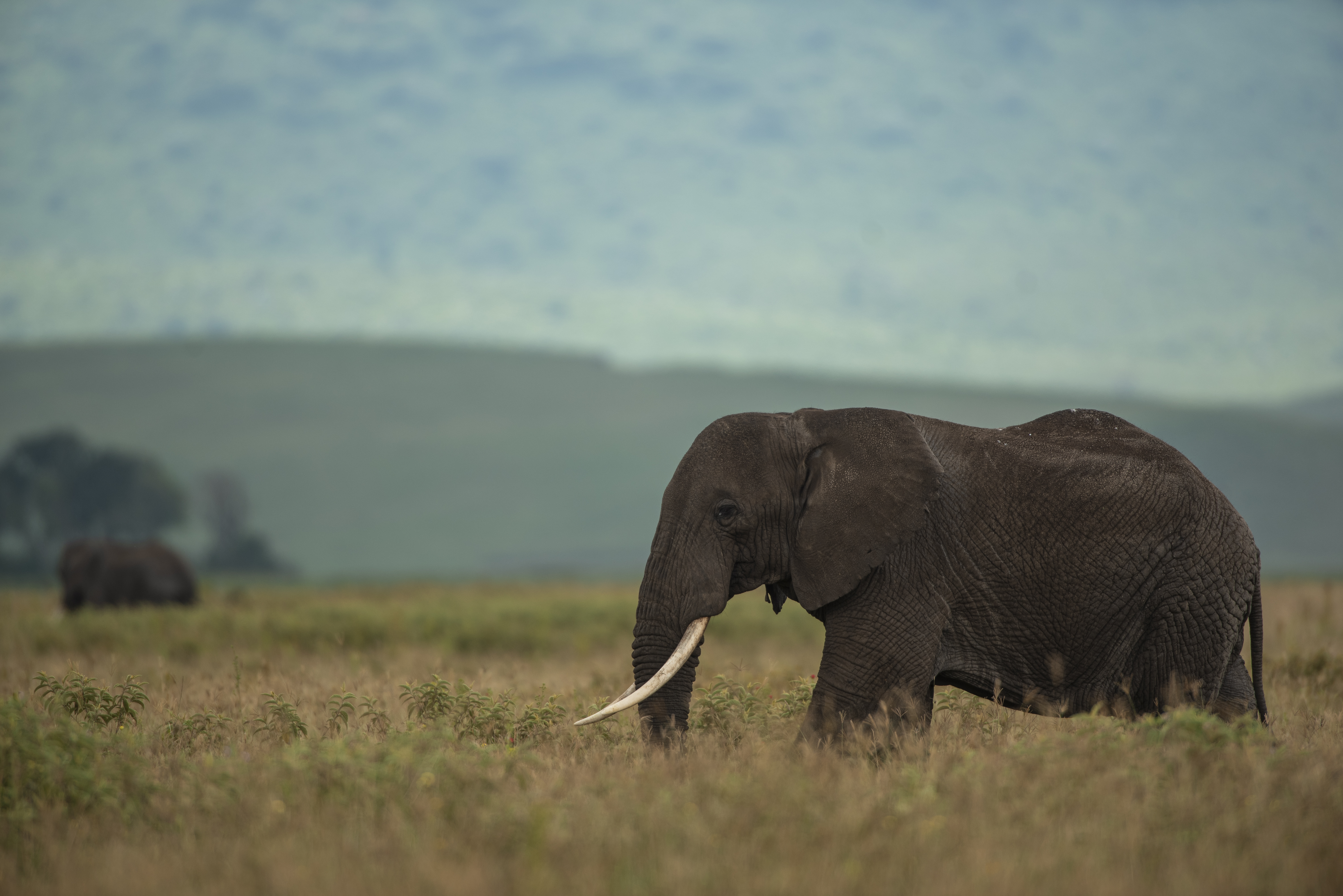 Luxury on Safari