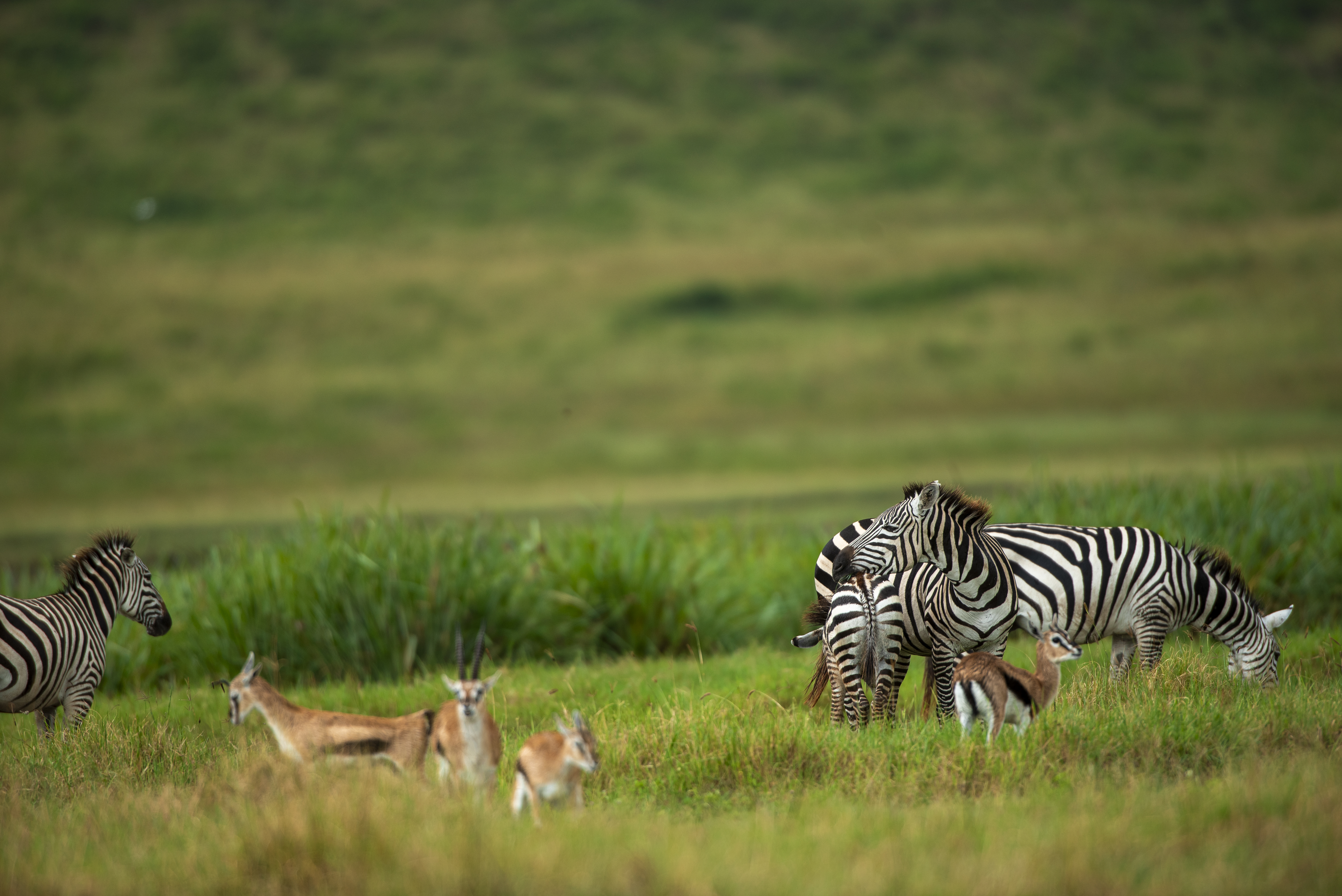Luxury on Safari