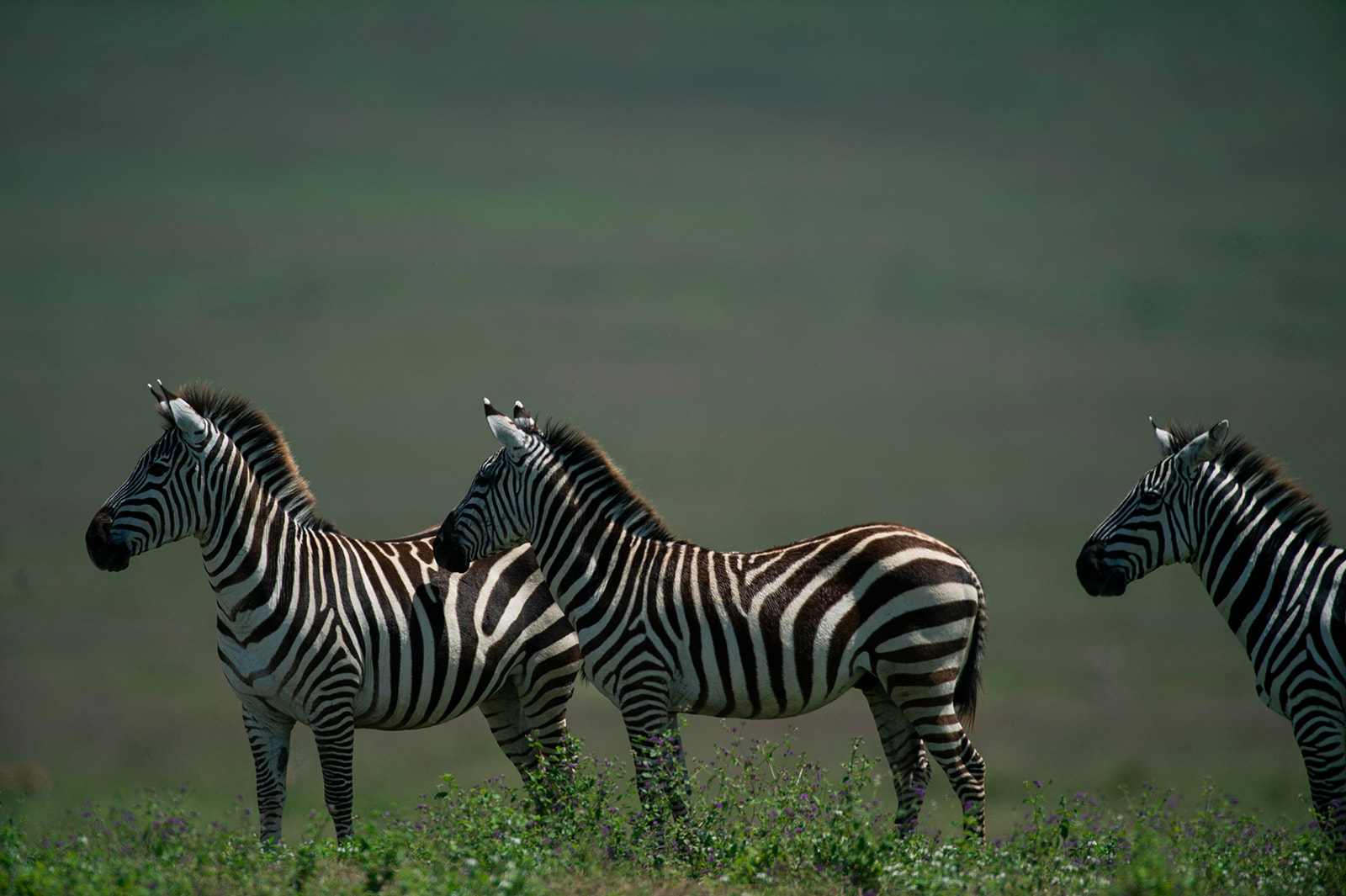 Luxury on Safari