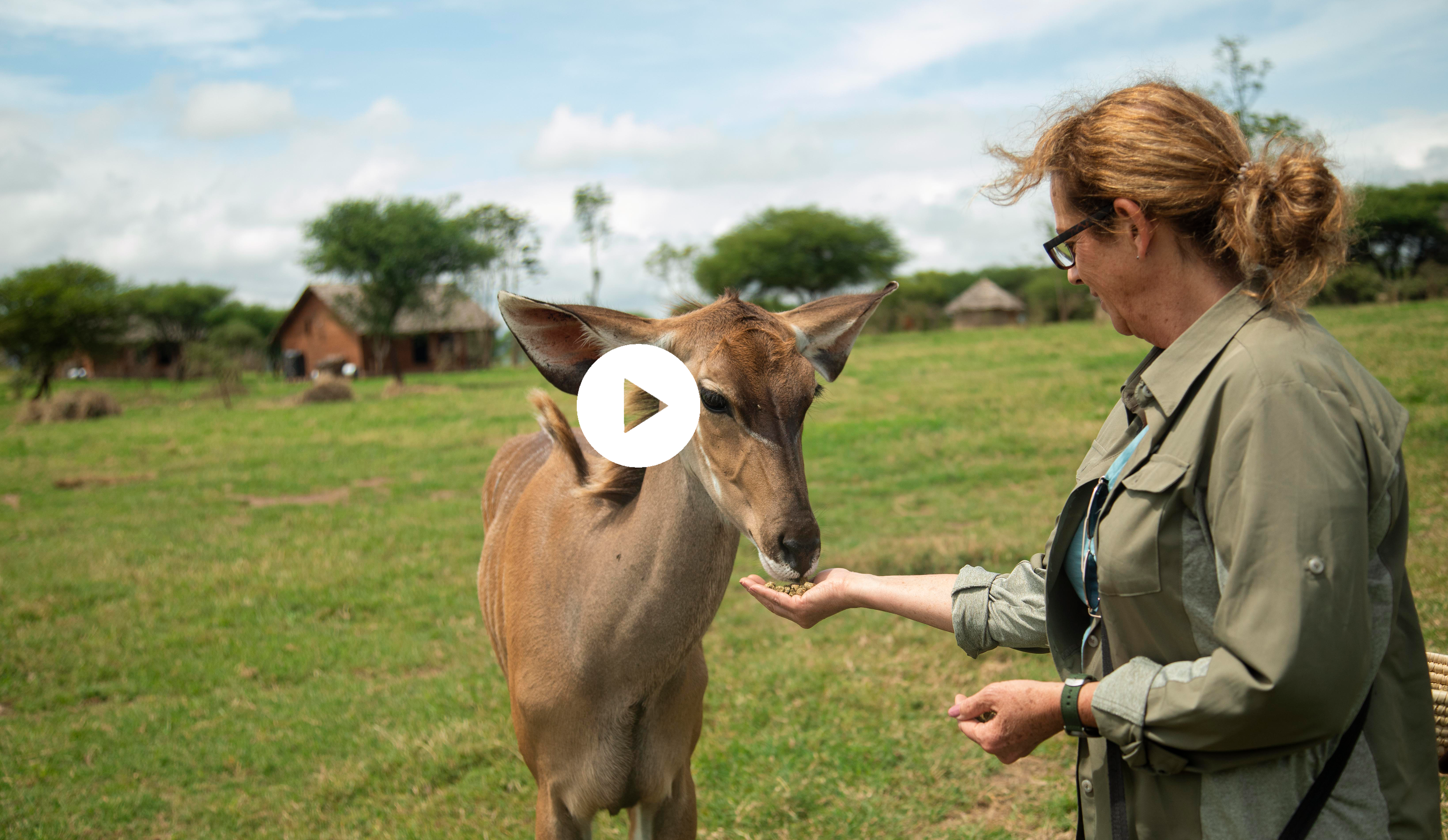 Safari Experience